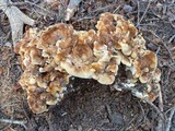 Bondarzewia occidentalis image