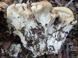 Bondarzewia occidentalis image