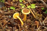 Hygrophoropsis aurantiaca image