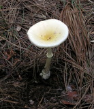 Amanita multisquamosa image