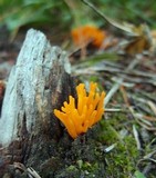 Calocera viscosa image