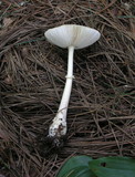 Amanita multisquamosa image