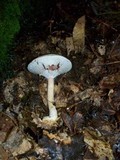Agaricus silvicola image