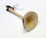 Amanita multisquamosa image