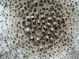 Amanita onusta image