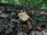 Tremellodendron pallidum image