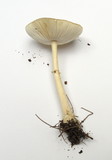 Amanita multisquamosa image