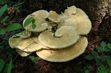 Bondarzewia berkeleyi image