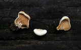 Tapinella panuoides image