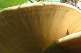 Bondarzewia berkeleyi image