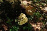 Bondarzewia berkeleyi image