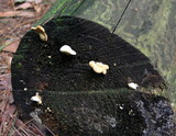 Tapinella panuoides image