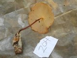 Marasmius cladophyllus image