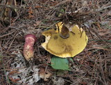 Suillus spraguei image