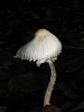 Lepiota clypeolaria image