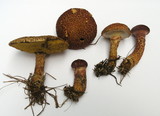 Suillus spraguei image