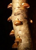 Tectella patellaris image