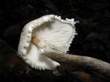 Lepiota clypeolaria image