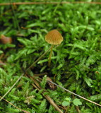 Galerina hypnorum image