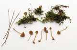 Galerina hypnorum image