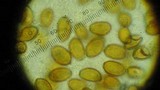 Conocybe apala image
