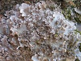 Peltigera rufescens image
