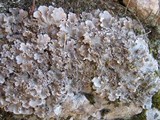 Peltigera rufescens image