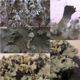 Peltigera rufescens image