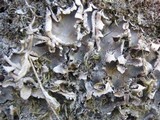 Peltigera neckeri image