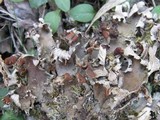 Peltigera neckeri image