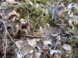 Peltigera neckeri image