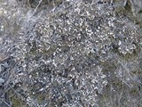 Peltigera neckeri image