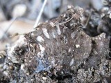 Peltigera neckeri image