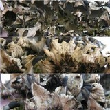 Peltigera neckeri image