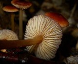 Mycena atkinsoniana image