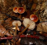 Mycena atkinsoniana image
