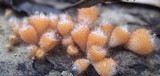 Cookeina tricholoma image