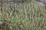 Cladonia coniocraea image