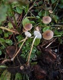 Strobilurus albipilatus image