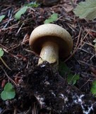 Suillus tomentosus image