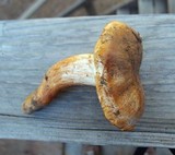 Tricholoma focale image