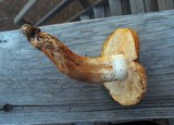 Tricholoma focale image