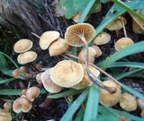 Xeromphalina cauticinalis image