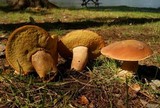 Boletus subcaerulescens image