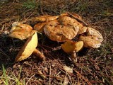Suillus luteus image