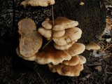 Lentinellus ursinus image