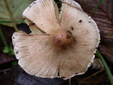 Inocybe sororia image