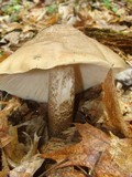 Pluteus petasatus image
