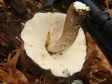 Pluteus petasatus image