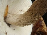 Pluteus petasatus image